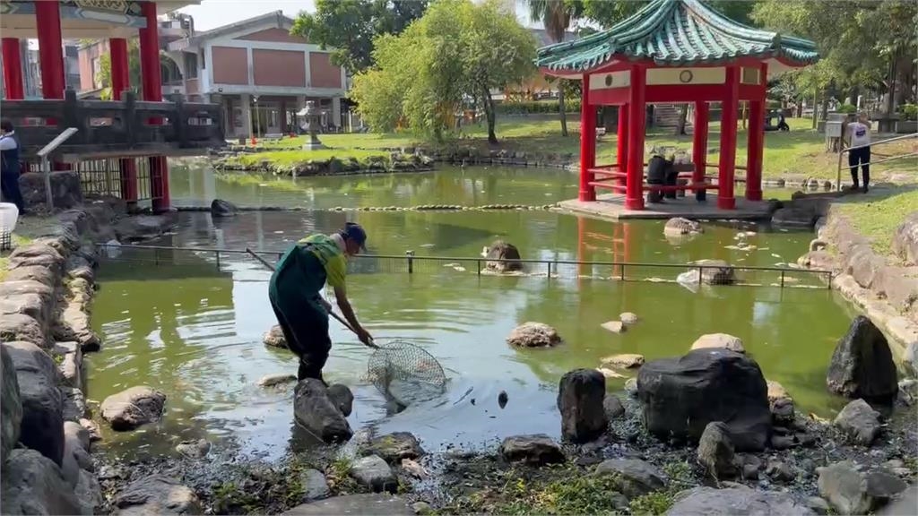 高溫缺氧!羅東水池魚群翻肚暴斃 蒼蠅亂飛、惡臭難聞 居民受不了