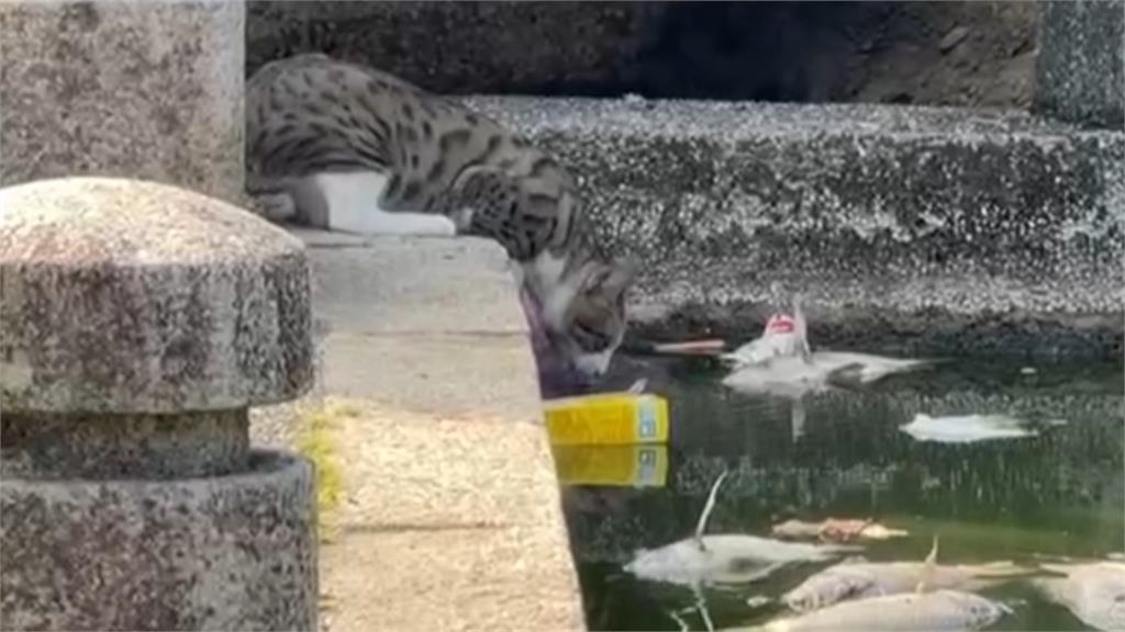 高溫缺氧!羅東水池魚群翻肚暴斃 蒼蠅亂飛、惡臭難聞 居民受不了