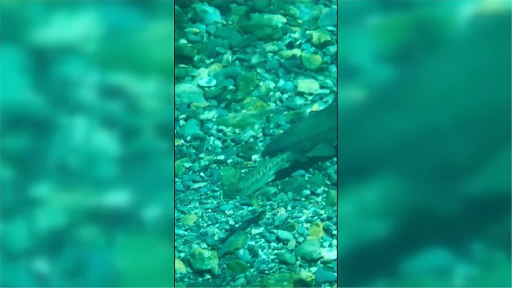 數量怎麼算?櫻花鉤吻鮭多達1.6萬尾 靠人工浮潛目視「數魚」