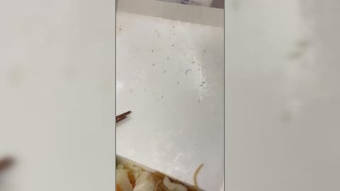 噁! 買便當「盒子驚見逾十隻蛆蠕動」 業者稱:從外面被吹進去