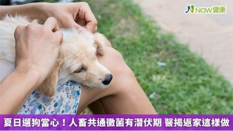 夏日遛狗當心！人畜共通黴菌有潛伏期  醫揭返家這樣做