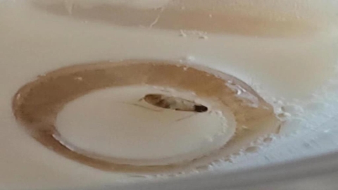 獨家/高雄某茶飲店爆「飲料浮小強」 老闆娘道歉:加強清消