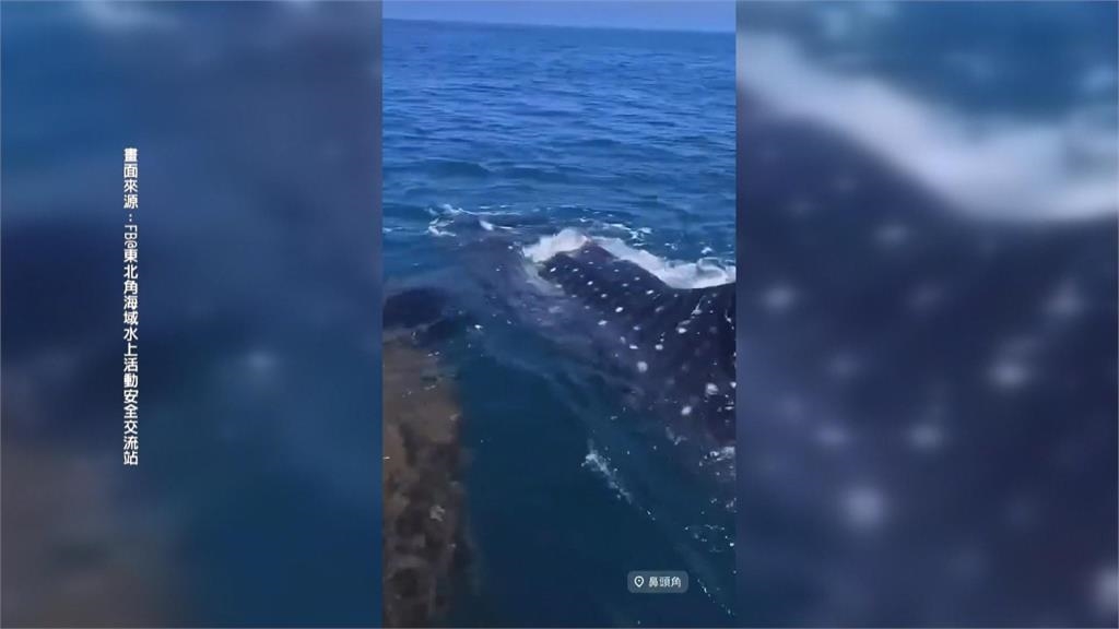 釣客赴瑞芳鼻頭角礁岩旁釣魚　赫見母子鯨鯊游過