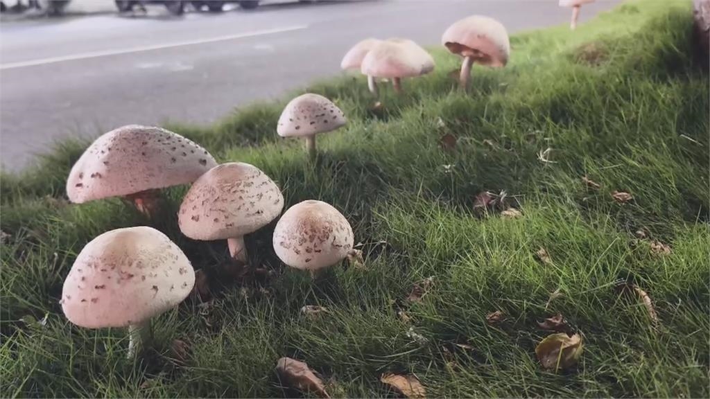 連日大雨!高雄分隔島「長出菌菇」 有毒「綠褶菇」憂誤食中毒派員清除