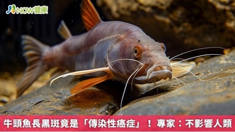 牛頭魚長黑斑竟是「傳染性癌症」! 專家:不影響人類