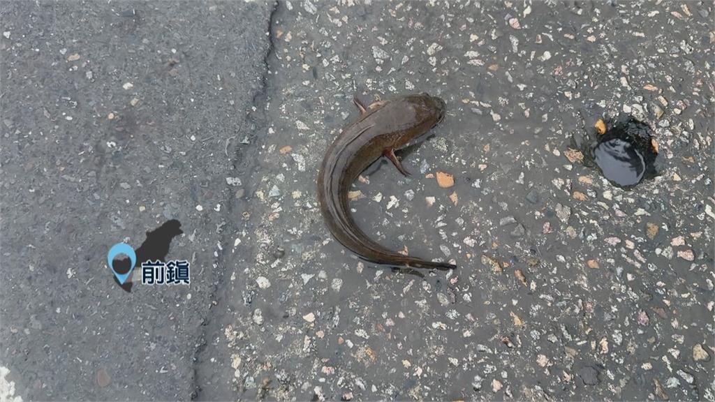 瞬間豪雨! 高雄多處積淹水 部分路段水深一度破20公分