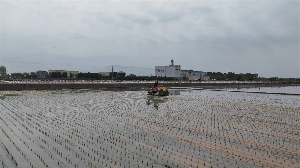 科技除草神兵!科技鴨巡田攪泥滅草 斷福壽螺生路