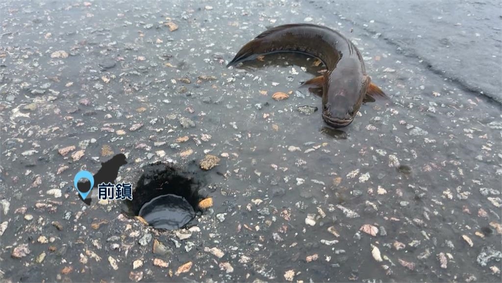 清晨豪雨狂炸!高雄市區慘淹 台88積水「水深直逼車門」