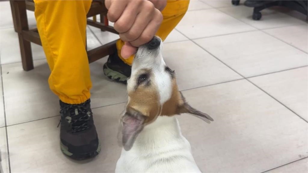搜救犬Wilson疑遭虐死爭議 妹妹Chubby現身屏東!網喊:好好對待
