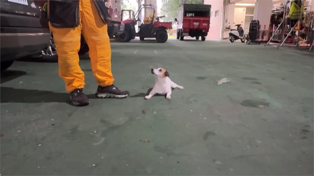 搜救犬Wilson疑遭虐死爭議 妹妹Chubby現身屏東!網喊:好好對待