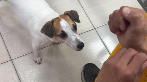 搜救犬Wilson疑遭虐死爭議 妹妹Chubby現身屏東!網喊:好好對待