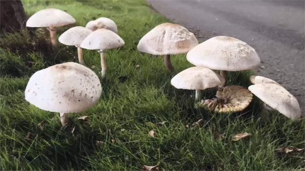 路邊野菇別吃! 一家3口疑誤食有毒「綠褶菇」上吐下瀉