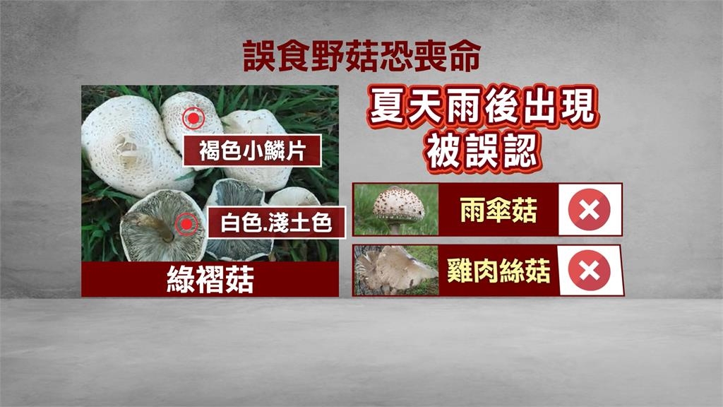 路邊野菇別吃! 一家3口疑誤食有毒「綠褶菇」上吐下瀉