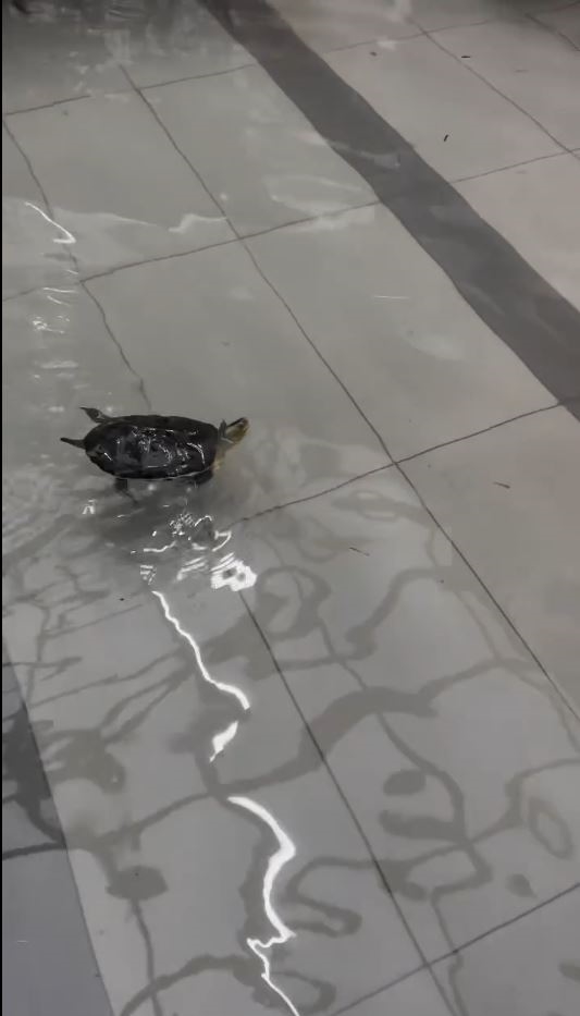 台南永康雨狂炸!水淹半個輪胎高 寵物烏龜車庫游泳"苦中作樂"