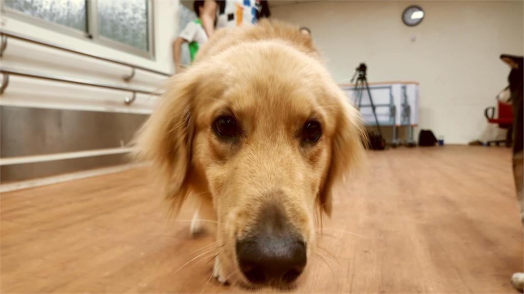 異言堂/毛小孩的處方箋!動物輔助治療成效佳