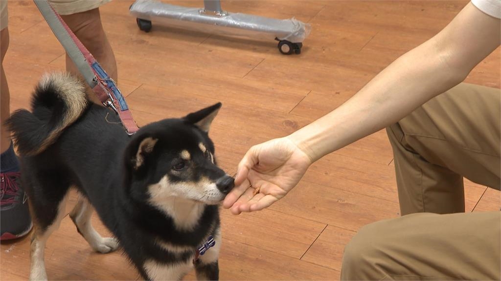 異言堂/毛小孩的處方箋!動物輔助治療成效佳