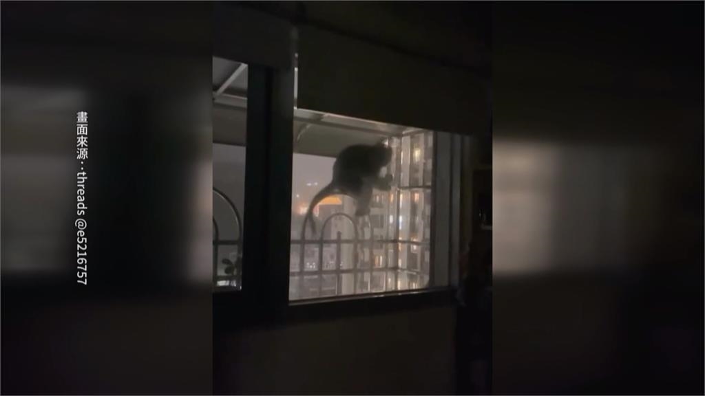 高雄暴雨！茄萣上百尾鰻魚漫出路面　獼猴爬12樓陽台躲雨