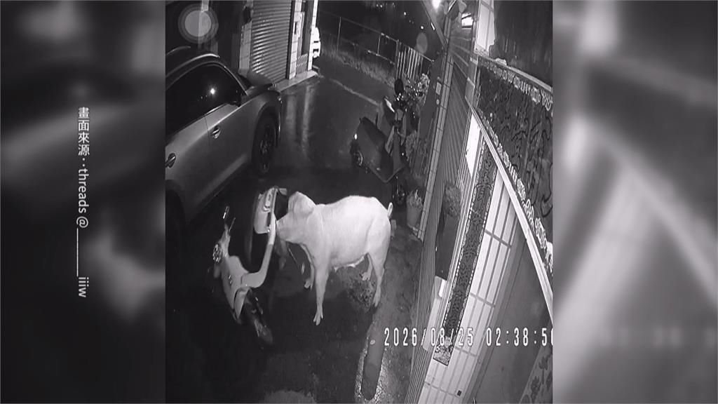 高雄暴雨！茄萣上百尾鰻魚漫出路面　獼猴爬12樓陽台躲雨