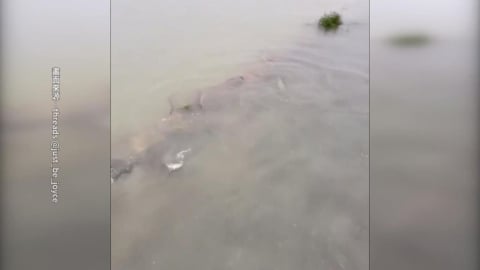 高雄暴雨！茄萣上百尾鰻魚漫出路面　獼猴爬12樓陽台躲雨