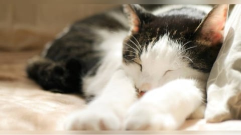 無法「先欠再還」！研究曝黃金睡眠時數　美女醫建議先從3件事做起