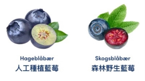 藍莓顏色愈深花青素就愈多嗎?研究揭開品種、冷凍與農藥殘留三大迷思