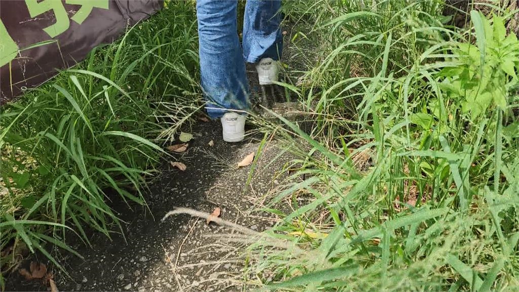 台中人行道驚見兩米高雜草 民眾寸步難行:彷彿穿越叢林