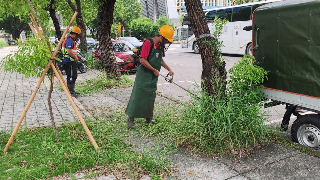台中人行道驚見兩米高雜草 民眾寸步難行:彷彿穿越叢林