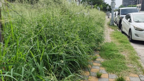 台中人行道驚見兩米高雜草 民眾寸步難行:彷彿穿越叢林