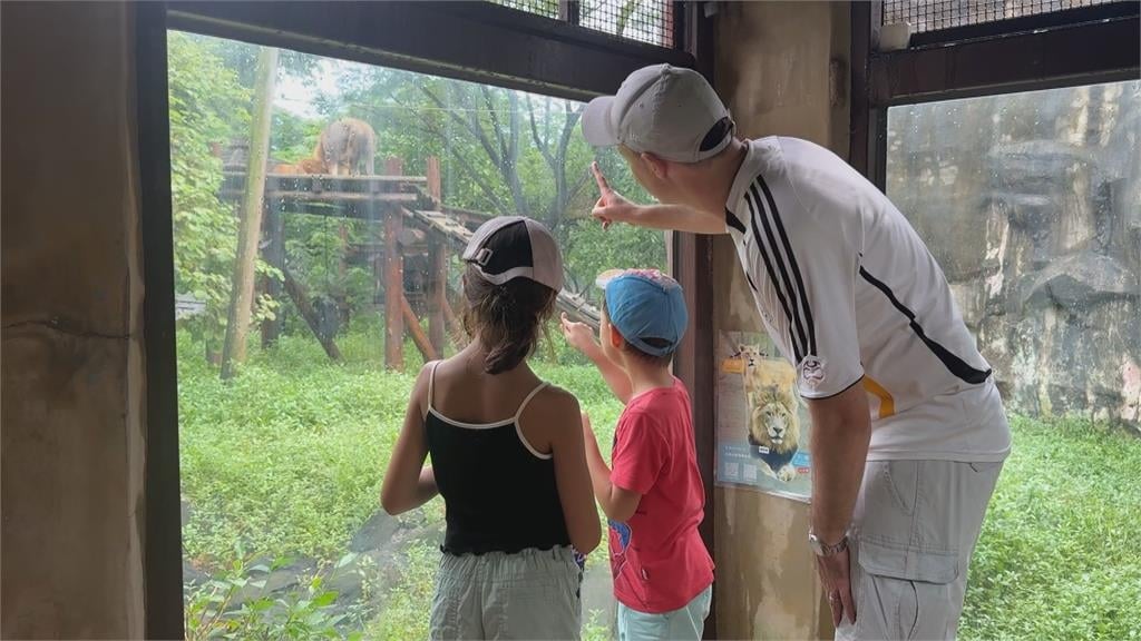 「獅」魂落魄！壽山動物園「小辛」獨自淋雨　網友笑：被老婆趕出門？