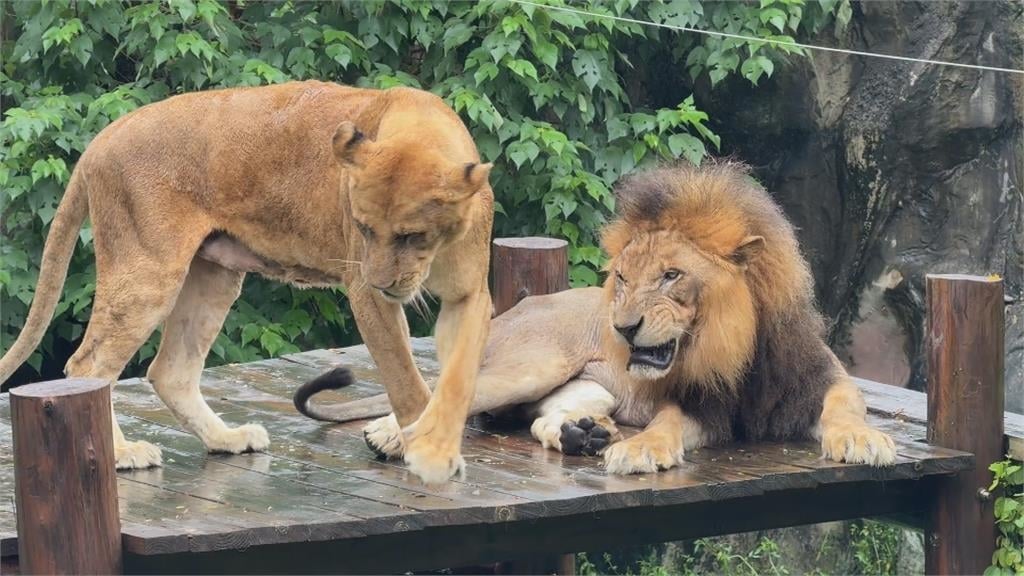「獅」魂落魄！壽山動物園「小辛」獨自淋雨　網友笑：被老婆趕出門？