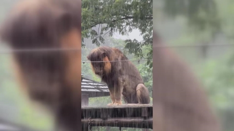「獅」魂落魄!壽山動物園「小辛」獨自淋雨 網友笑:被老婆趕出門?