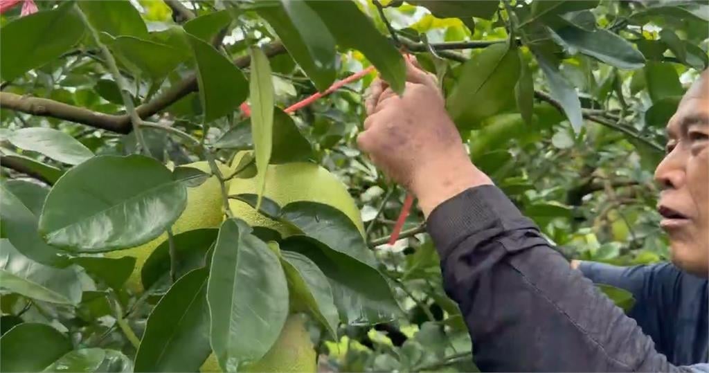 沙德爾颱風進逼　花蓮文旦搶收 宜蘭蔥農直接放棄搶採