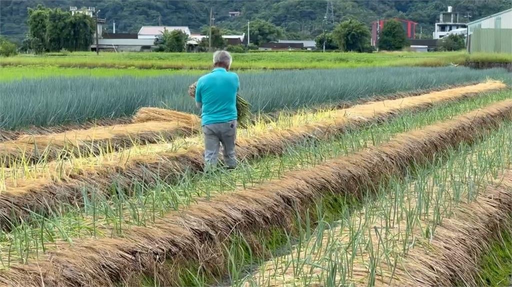 沙德爾颱風進逼　花蓮文旦搶收 宜蘭蔥農直接放棄搶採