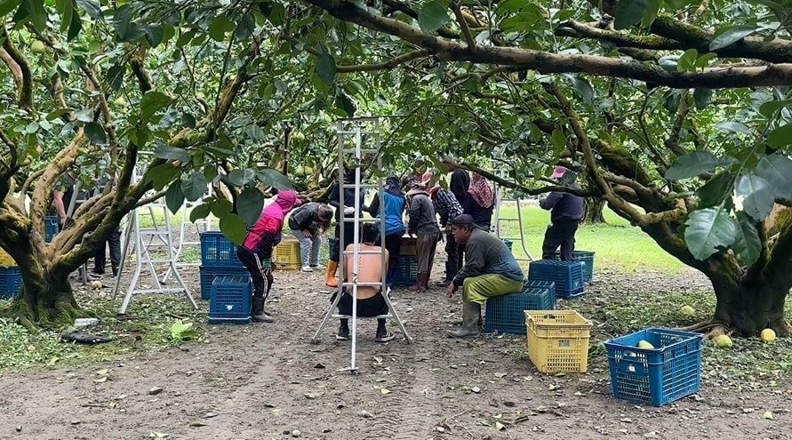 沙德爾颱風進逼　花蓮文旦搶收 宜蘭蔥農直接放棄搶採