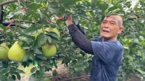沙德爾颱風進逼 花蓮文旦搶收 宜蘭蔥農直接放棄搶採
