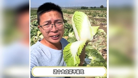 中國被踢爆輸出「甲醛白菜」 網友憂越南進口菜「洗產地」流入台