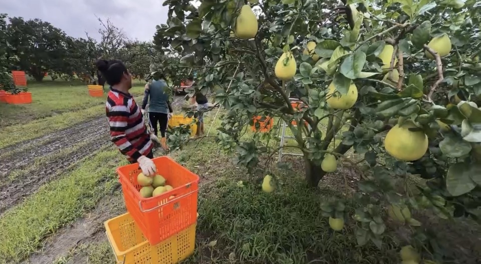 颱風逼近憂再重創! 台南柚農趁雨勢暫歇忙採收文旦