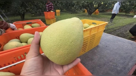颱風逼近憂再重創! 台南柚農趁雨勢暫歇忙採收文旦