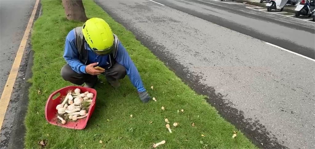 快新聞/高雄又生菇!市府緊急拔除 舖