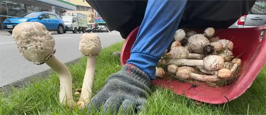 快新聞/高雄又生菇!市府緊急拔除 舖