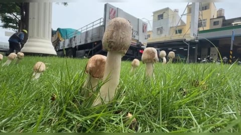 雨後又生菇!高雄市府拔除分隔島上綠褶菇 曝「毒菇狀元」勿誤食