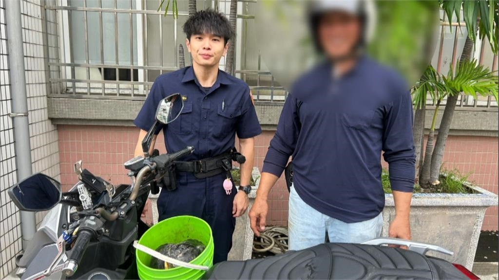 暴雨魚池淹水!烏龜大軍逃家闖馬路 警民合作找回30隻