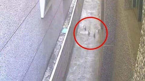 蔬果店老闆變鴨爸爸 48隻小鴨雨天「受潮悶熱」孵出