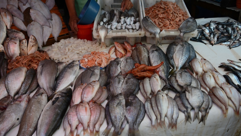 大腦營養怎麼補充?認識DHA與不同Omega-3來源的3個常見問題