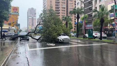 高雄「8月雨狂下1712毫米」! 樹倒波及2車、步道泥流滾滾