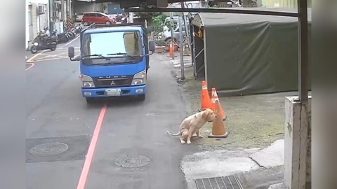 黃金獵犬獨自遊街　新北動保處揪3項違規開罰8萬3000元