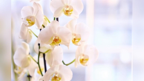 桃花貴人一次到位!5款擺在家能招好姻緣的「神級風水花」