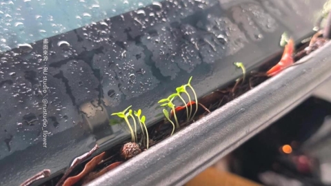 台南暴雨另類光景！車停戶外「後車廂冒整排嫩芽」　車主：荒謬到可愛