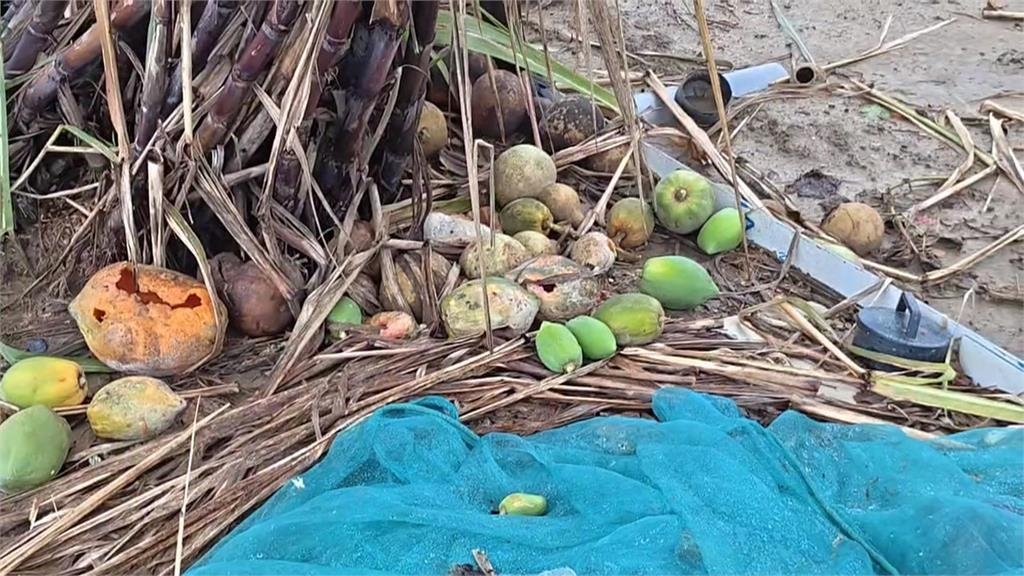菜價狂飆!8月豪雨全台農損近3億 燕巢芭樂落果8成