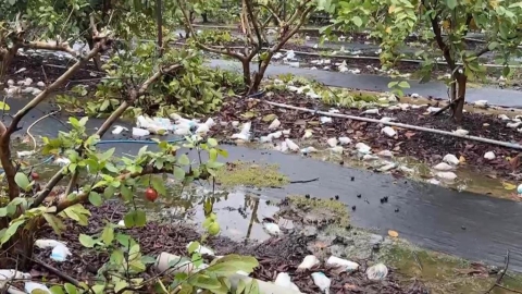 菜價狂飆!8月豪雨全台農損近3億 燕巢芭樂落果8成